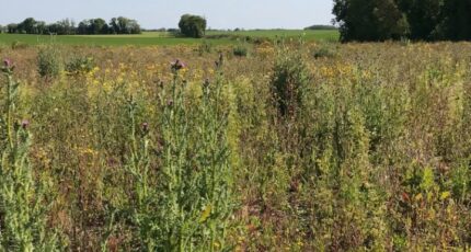 Ballon Terrain à bâtir - 2336189-10442annonce120251113BZXpx.jpeg Maisons Acco